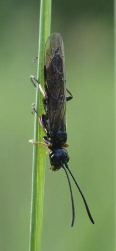 Réf. 198 743 : Trachelus troglodyta